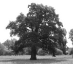 Drzewo rodziny Butlerów linia Garryhundon Tabela 6